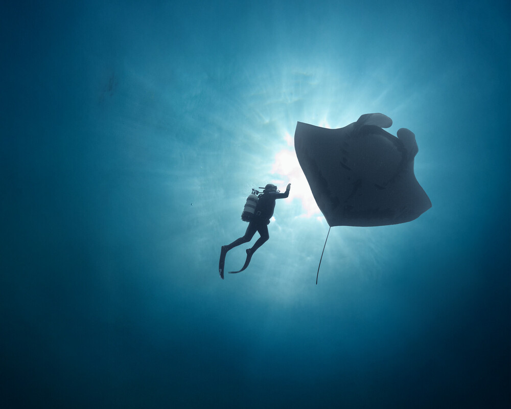 Diver and manta ray as small silhouettes against brilliant underwater sunlight, vertical format