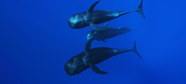 Three pilot whales swimming in sync through deep blue waters in their natural habitat.